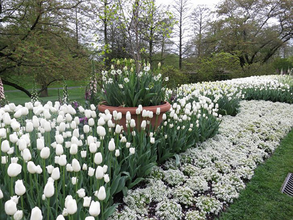 Белые цветы в дизайне сада